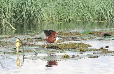 Caprivi jacana begin vlieg waterlelies