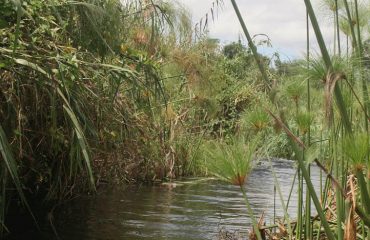 Caprivi kanaal riet