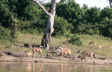 Chobe bobbejaan kudu impala oewer