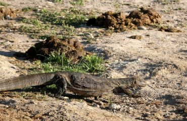Chobe leguaan tong