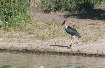 Chobe marabou oewer
