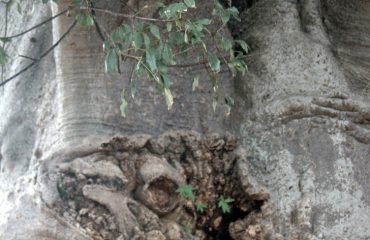 Impalila Baobab bast vrug