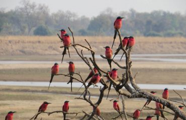 bee-eaters