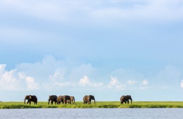 wild met water