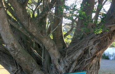 De Hoop - boom Meeting Place