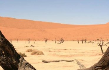Death Vlei boomstronk