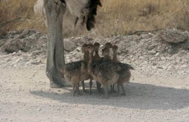 Etosha Struispa bene en baba's