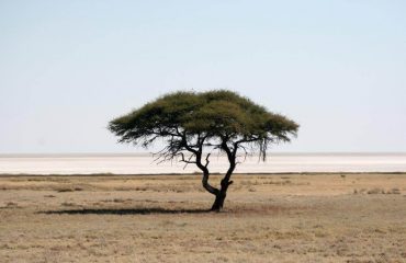 Etosha - acaciaboom en pan
