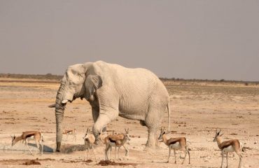 Etosha olifant