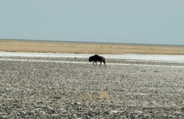 Etosha - pan en blou wildebees