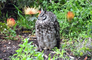 Kirstenbosch - uil dut protea's(1)