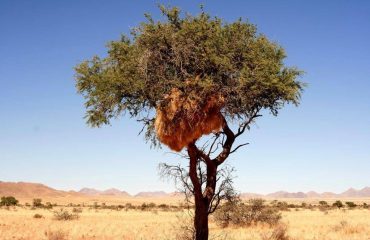 Sossusvlei - versamelnest boom