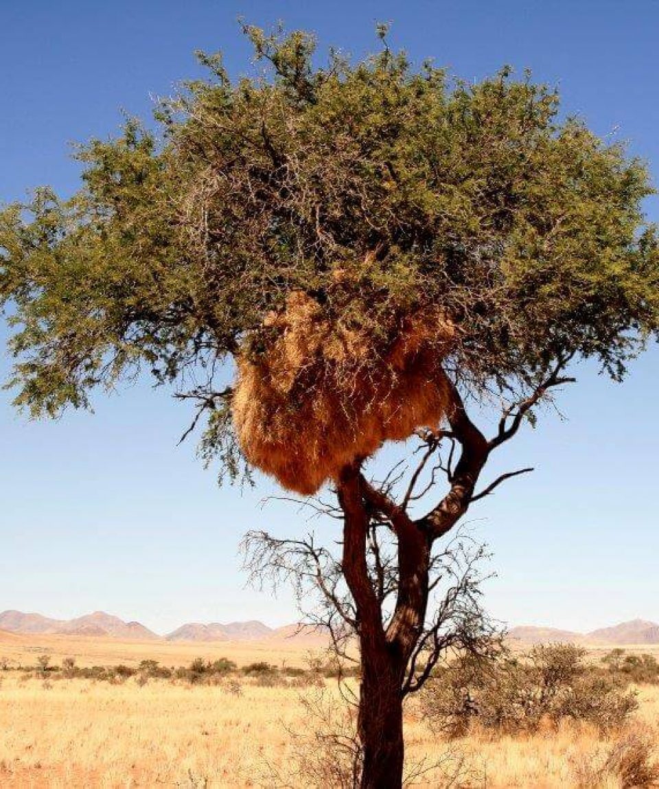 Sossusvlei - versamelnest boom