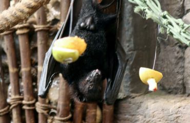 vleermuis met vrugte