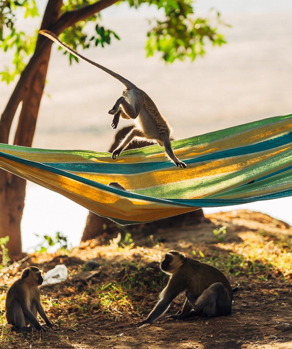 bryan-geli-2014-safari-66