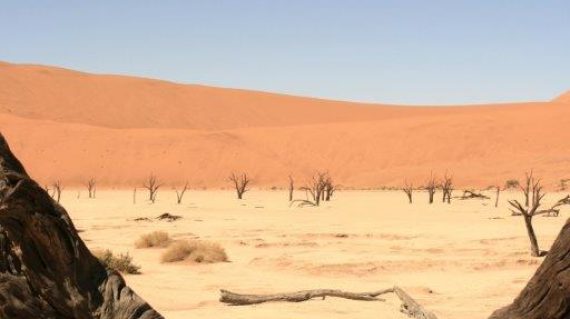 Death Vlei boomstronk