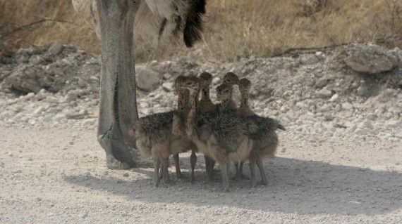 Etosha Struispa bene en babas