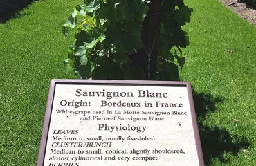 Bord: info Sauvignon Blanc